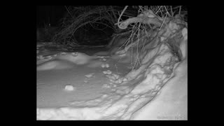 ViralNatureCam - Live Stream