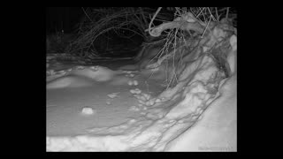 ViralNatureCam - Live Stream