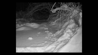 ViralNatureCam - Live Stream