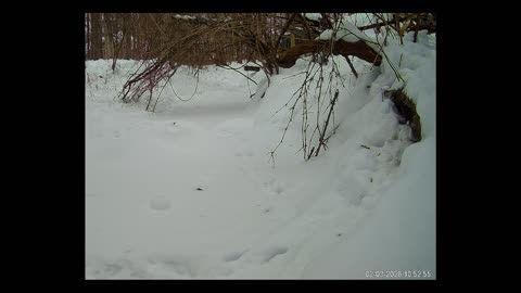 ViralNatureCam - Live Stream