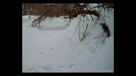 ViralNatureCam - Live Stream