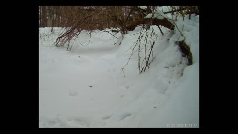 ViralNatureCam - Live Stream