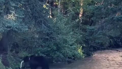 🦊🐻 This Unlikely Fishing Duo Will Make You Smile! | FeedMyCuriosity