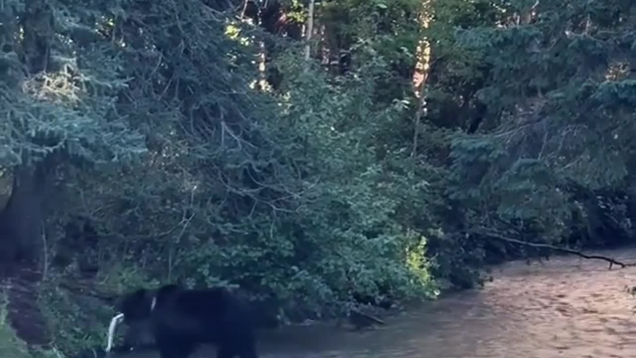🦊🐻 This Unlikely Fishing Duo Will Make You Smile! | FeedMyCuriosity