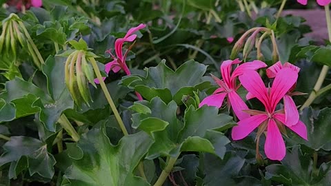 Sun Sets to String Lights on Lower Petunia Avenue.