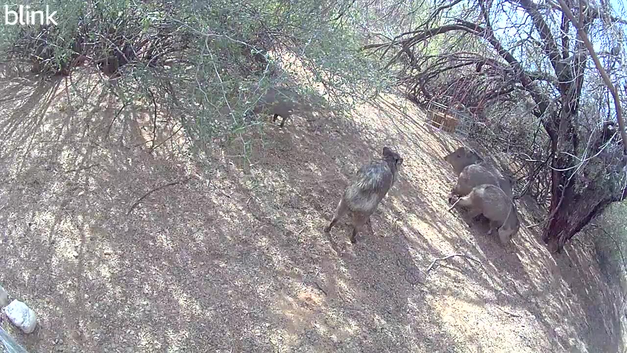 TrailCam videos joined together to make one video