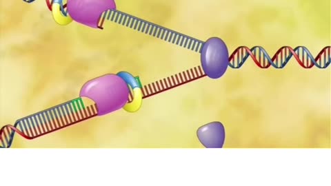 DNA REPLICATION