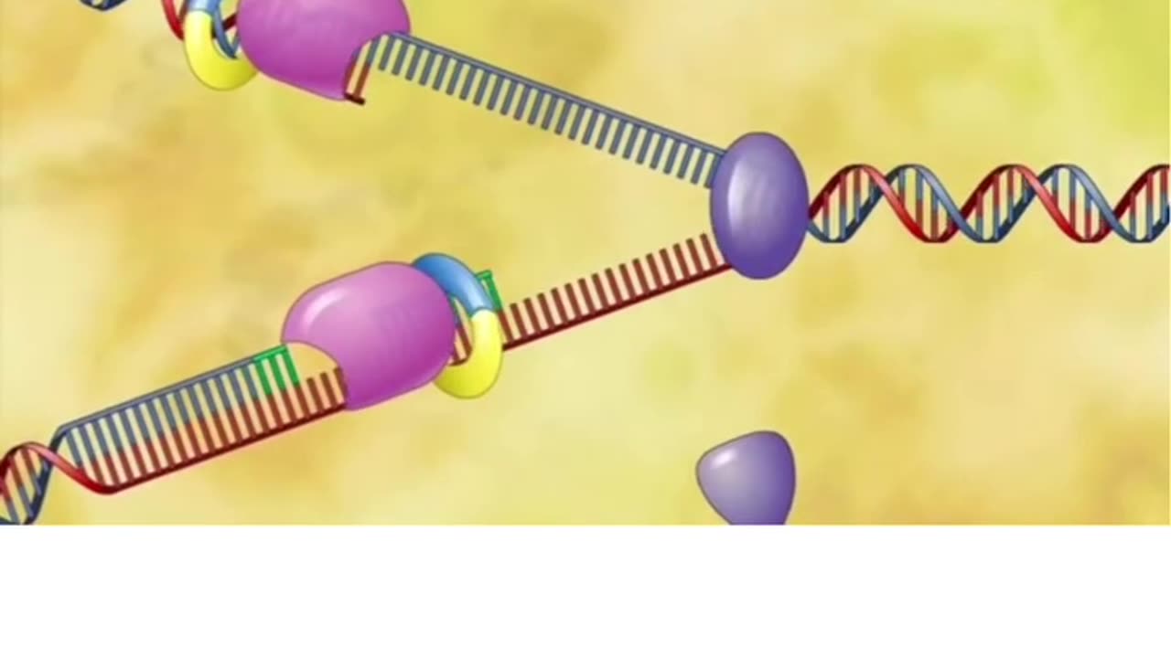 DNA REPLICATION