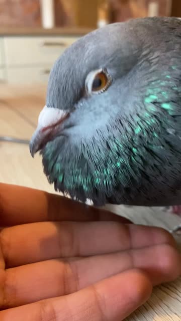My Loyal Friend 🕊️ Tender Moments with my Pet Pigeon.