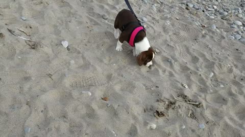 PUPPY BEACH