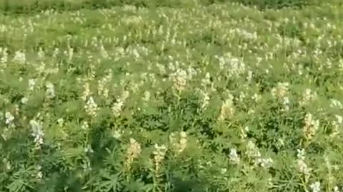 Lupin Cultivation