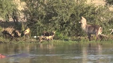 animals