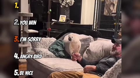 Mad bird