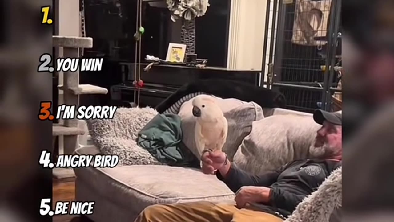 Mad bird