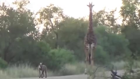 😮🦁 In Africa, the encounter between two lions, four vultures, a hyena, and a giraffe was filmed! | F