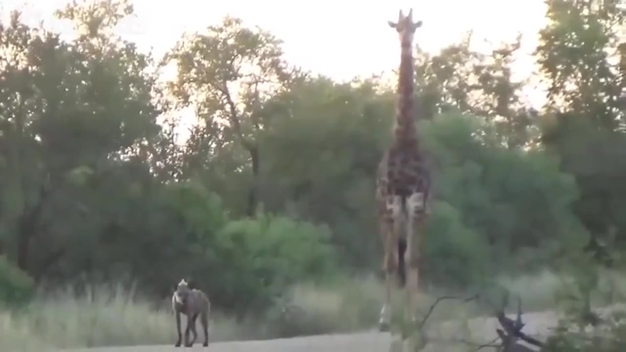😮🦁 In Africa, the encounter between two lions, four vultures, a hyena, and a giraffe was filmed! | F