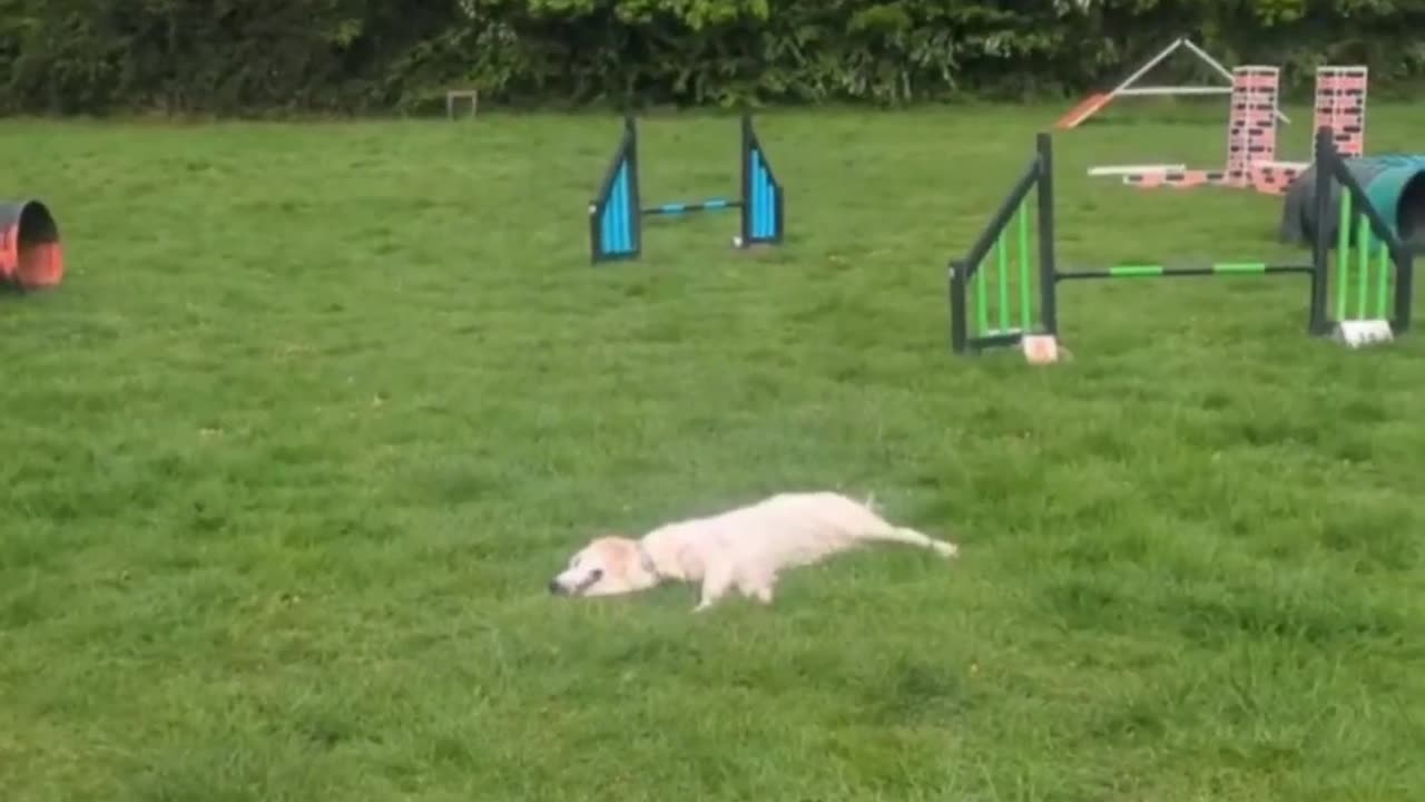 😂🐶 Golden Retriever Training Fail! | FunFM