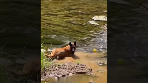 A selection of funny moments with animal #27