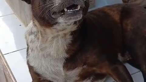 Dog Loses His Patience After Owner Won’t Stop Teasing Him 😂 | Funny Angry Dog Moments!