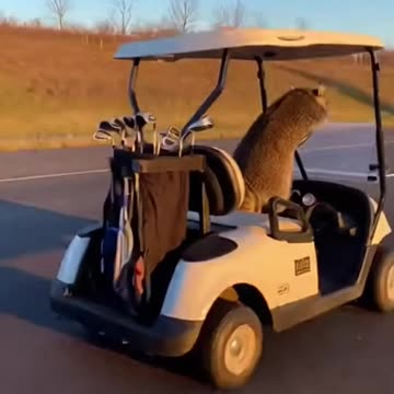 Racoon Golf Cart Police Chase