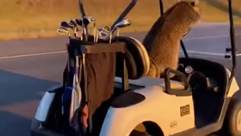 Racoon Golf Cart Police Chase