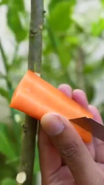 The new sapling to be obtained.