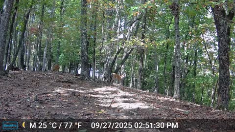 The Woods – 09/28/2025
