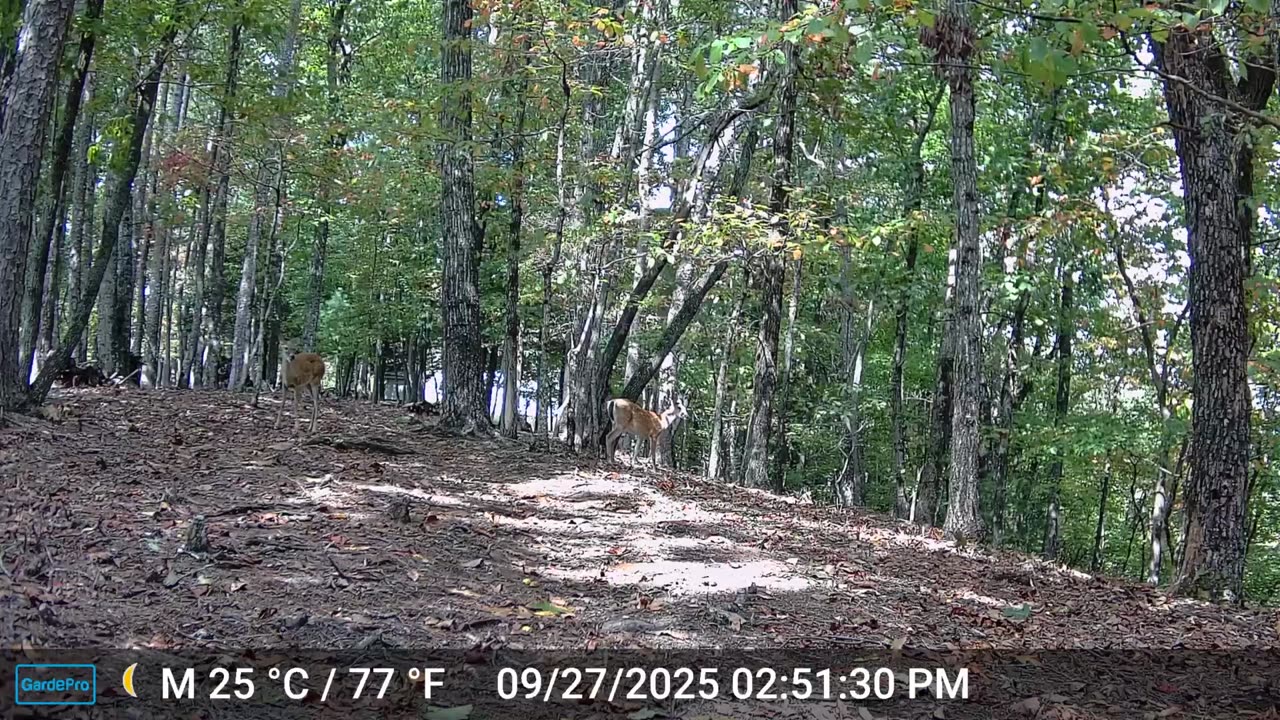 The Woods – 09/28/2025