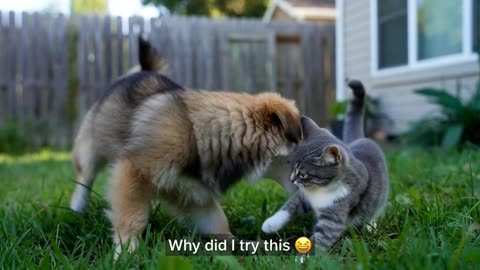 “Funny Animal Videos Compilation 😂” “Cute and Funny Animals 😍” “Funny Cats and Dogs Videos 🐱🐶”