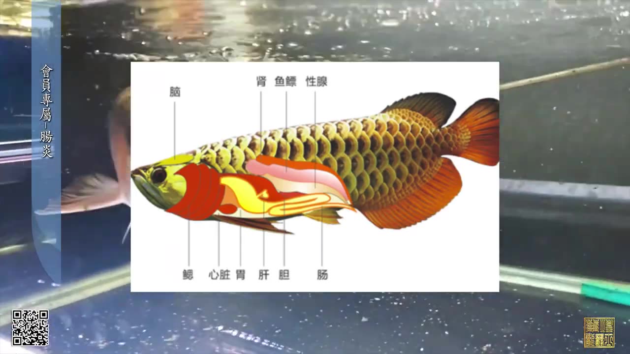 【龍爵士】YOUTUBE會員專屬-龍魚腸炎 _水族_龍魚_入門級會員