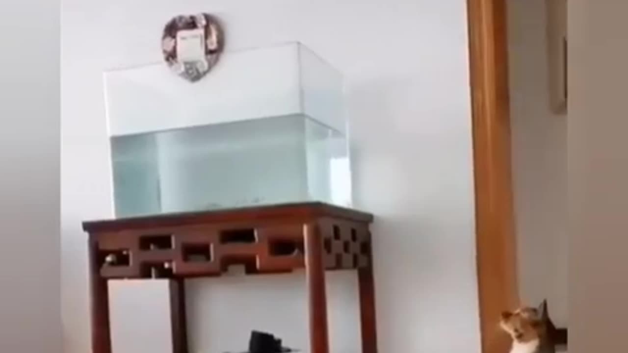 Omg So Cute Cat Funny Moments