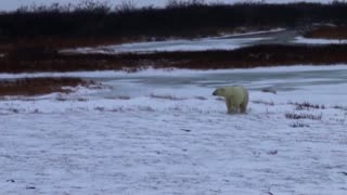 How greasy fur helps polar bears brave the cold