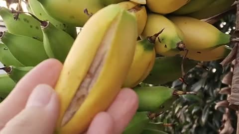 From Blossom to Banana: How the Fruit Grows"