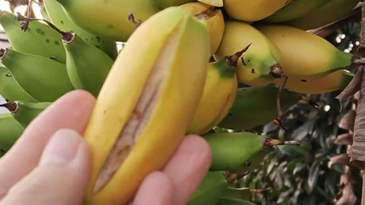 From Blossom to Banana: How the Fruit Grows"