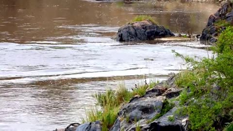 Zebras meet a crocodile as they cross river in Kenya 🦓🐊