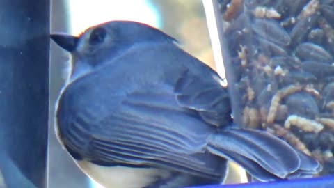 Tufted Titmouse