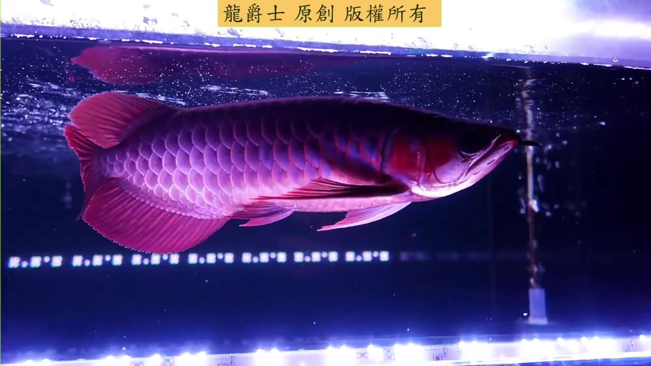 【龍爵士】千問千答 Q194 印尼血紅龍跟翡翠炎龍誰發色紅度較好_還是是看個體