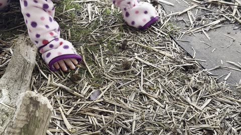 Out in the garden for a bunny hunt! 🐰