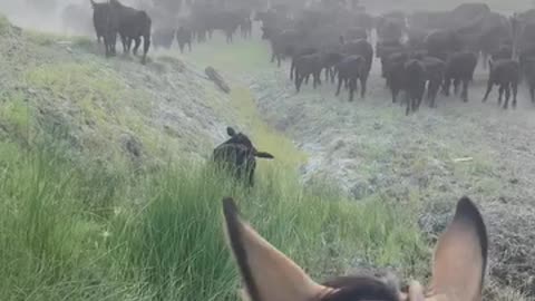 Moving the herd to new grass! Mooooo!! cartercountrymeats.com