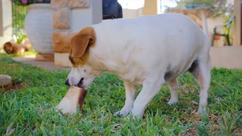 Happy Farm Dog Enjoying His Meal at the Ranch! 🍖🌾