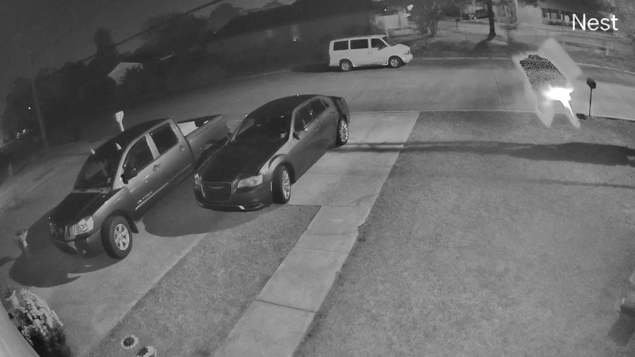 How A Nest Cam Sees A Wasp With Night Vision