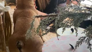 😂🐶 You Won't Believe This Frenchie's Holiday Photo Fail! | FunFM