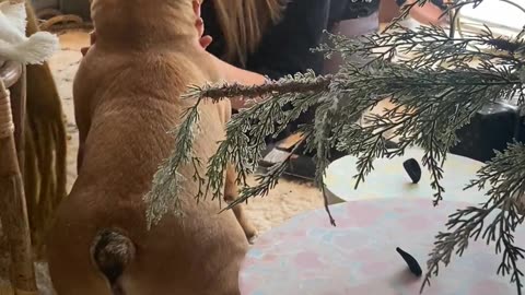 😂🐶 You Won't Believe This Frenchie's Holiday Photo Fail! | FunFM