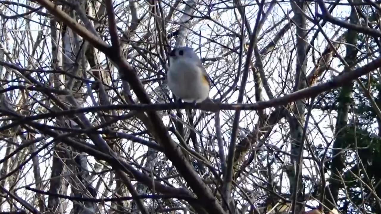 Tufted Titmouse