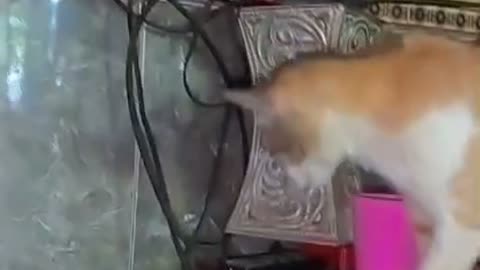 “When Everyone Goes Out... The Cat Becomes the New Boss of the House! 😂🐾”