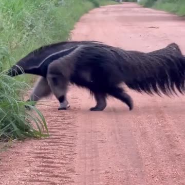 The Giant Anthill Crossing the Road 😾😮