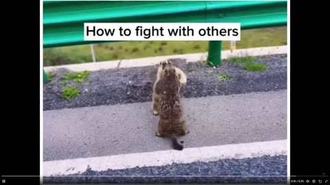 These critters dance when they fight. Makes me laugh fast clip