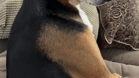Puppadog Videos
