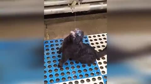 Please Follow me , Funniest Cats And Dogs Videos 😂 - Best Funny Animal Videos 😅