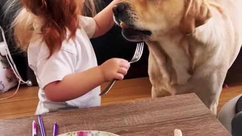 What Happens When You Feed Your DOG ALL Your Food?